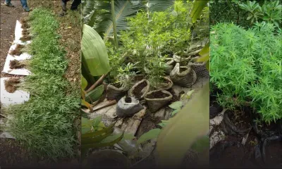 Choisy, Baie-du-Cap : 198 plants de cannabis déracinés lors d’une opération de l’ERS