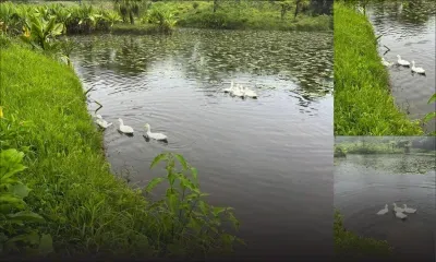 Les canards retirés du lac sacré de Grand-Bassin relâchés à Curepipe : des mesures de protection prises pour assurer leur bien-être, selon Arvin Boolell