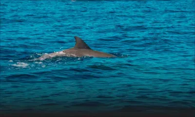 Un Russe de 10 ans percuté par un bateau de plaisance : la Tourism Authority annonce l’ouverture d’une enquête