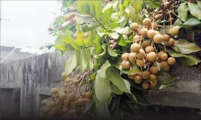 Saison des longanes à Maurice : un trésor sucré menacé par le ciel