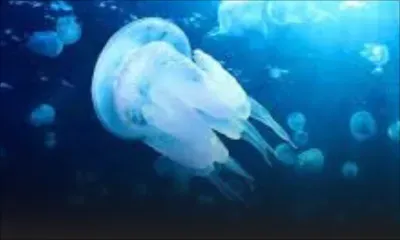 Alerte aux méduses dans le lagon de Belle-Mare