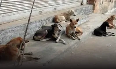 Rose-Belle : un élevage de chiens dérange