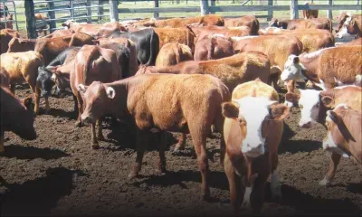 Fièvre aphteuse en Afrique du Sud : Maurice suspend l’importation de bovins