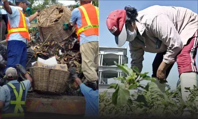 Leptospirose : les travailleurs agricoles et les agents municipaux exposés