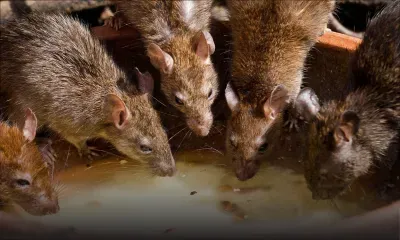Urgence sanitaire - Maladies vectorielles : un comité interministériel en action