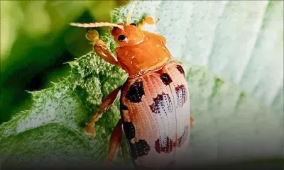 Agriculture : le prunier de cythère menacé par un insecte venu d’Asie