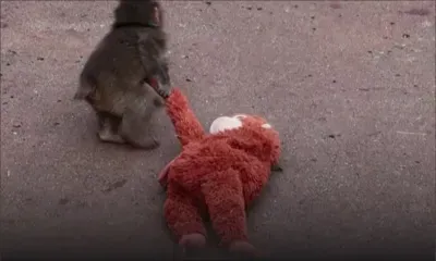 Au Japon, un bébé singe abandonné fait craquer les internautes