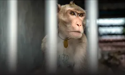 Enquête ouverte en Floride : Un singe de Bioculture Mauritius oublié dans une benne de biodéchets à Miami