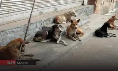 Nouveau recensement pour le comptage des chiens errants : utilisation des drones thermiques prévus, selon la MSAW