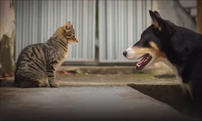 MSAW : des chiens et des chats auraient été utilisés à des fins scientifiques, un rapport déposé à la FCC