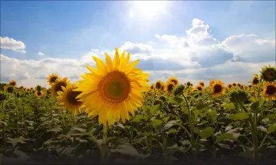 Météo : les prévisions pour ce dimanche 1er février