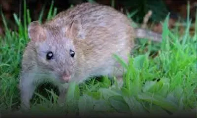 Résurgence de la leptospirose et du chikungunya : la CTSP alerte sur les risques pour les éboueurs