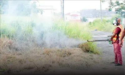 Santé - Chikungunya : une course contre la montre à Rose-Hill