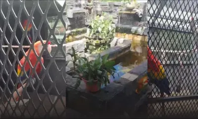 Bambous : descente de la FCC dans une maison de luxe, plusieurs véhicules saisis