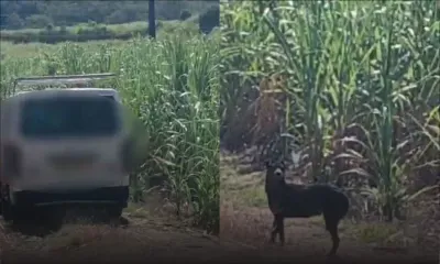 Chamouny : un habitant dénonce l’abandon de chiens dans la nature