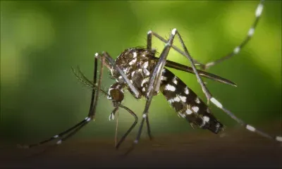Chikungunya : 31 cas recensés en une journée