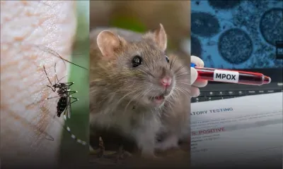 Alerte sanitaire : Chikungunya, leptospirose et mpox sous surveillance