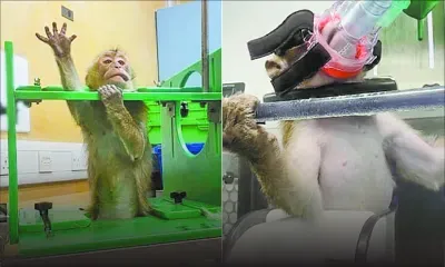 Expérimentation animale : malaise grandissant autour des primates exportés de Maurice