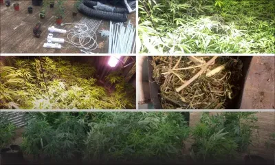 Culture de cannabis à Pointe-aux-Sables : un « contracteur » arrêté