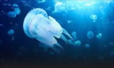 Plage de Belle Mare : alerte aux méduses !