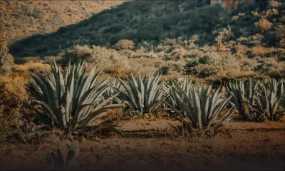 Pluviométrie : Maurice enregistre son pire déficit de pluie depuis 122 ans 