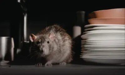 Leptospirose : un quatrième décès enregistré à Maurice