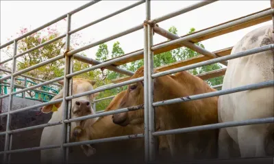 Eid-ul-Adha : la NLTA rappelle les règles encadrant le transport de bétail