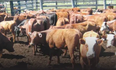 Le prix du bétail pour l’Eid-ul-Adha fixé à Rs 186 le kilo