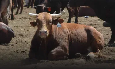 Eid-ul-Adha : le prix du bétail fixé à Rs 186 le kilo sera maintenu jusqu’à dix jours après la fête