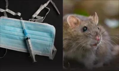Les hantavirus, une maladie transmise à l'être humain par les rongeurs