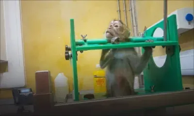 Animals International interpelle le président de la République sur le sort des macaques exportés pour la recherche
