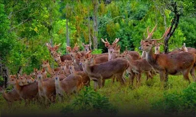 Saison de chasse : la viande de cerf coûte jusqu’à Rs 475 le kilo cette année 
