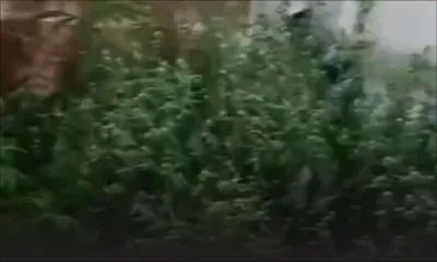 Culture indoor de cannabis - Deux kilos de cannabis et 36 plants saisis à l’Agrément, Saint-Pierre : un homme arrêté 