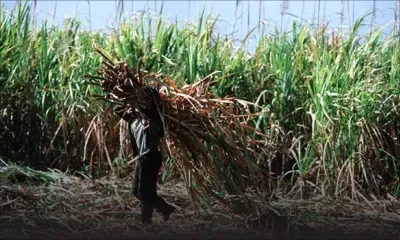 Prévision : Vers une production de 225 000 tonnes de sucre cette année