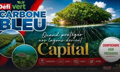 6 femmes, 3 000 mangroves, et une mission : sauver nos lagons