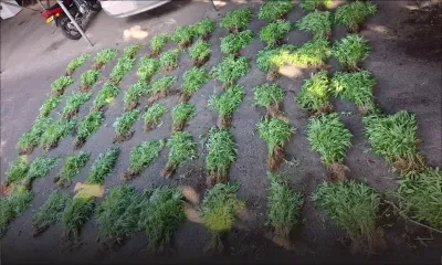 Nord du pays : des plants de cannabis d’une valeur de Rs 15 millions déracinés