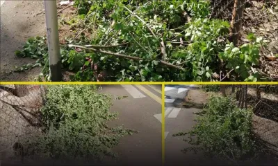 Journée mondiale de l'environnement : une habitante d'Albion dénonce la coupe d'arbustes et le dépôt de déchets verts devant sa résidence