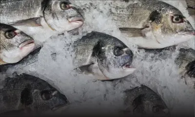Business du poisson octroyé aux proches du Pouvoir : le contrat le plus convoité
