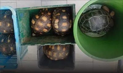 Gros-Cailloux : six tortues d'une valeur de Rs 320 000 volées