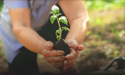 [Blog] Environment day: Usefulness of planting a tree