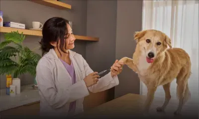 [Blog] Vétérinaires à Maurice : pénurie, réformes annoncées et nécessité d'une réflexion nationale