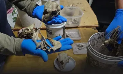 Nouveau signalement dans l'affaire de l'animalerie de Phoenix : des restes d'animaux découverts dans un autre local