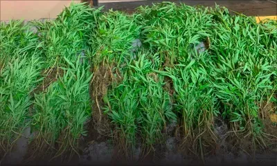 Petite-Retraite : 570 plants de cannabis déracinés, une valeur estimée à Rs 3,5 millions