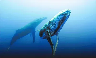 Le coin des p'tits : les secrets des baleines à bosse!