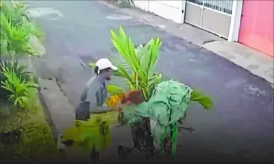Insolite - Les palmistes : le surprenant nouveau butin des voleurs