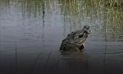 Inde : un garçon de 12 ans tué par un crocodile dans une rivière de l'Uttar Pradesh