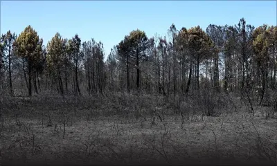 Incendie en Gironde (France) : plus de 2 000 hectares dévorés par les flammes, des milliers d’évacués