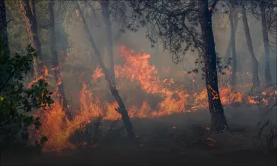 Incendies de forêt en Algérie : Six morts en moins de deux semaines