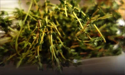 Un mois de prison pour le vol de… trois kilos de thym