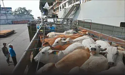 Cargaison de bétail non désirée : le navire sommé de rester à 300 km de Maurice